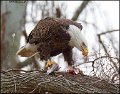 _2SB4292 american bald eagle eating fish